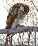 Red tailed Hawk